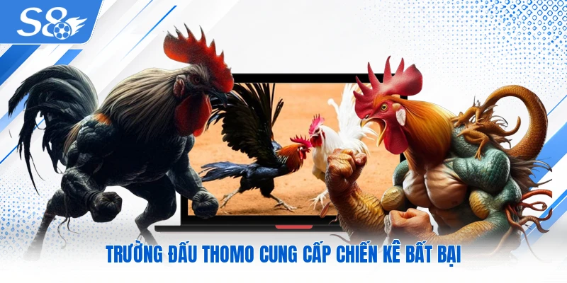 Trường đấu Thomo cung cấp chiến kê bất bại